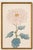 Vintage Blush Mum by Hasegawa, Japanese Botanical Art Print For Sale In Buffalo - Image 6 of 8