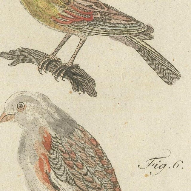 Paper Bertuch, Yellowhammer, Ortolan and Buntings, 1805, Print For Sale - Image 7 of 12