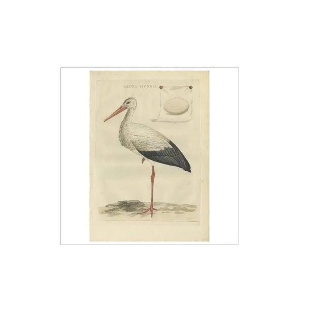 J. C. Sepp, Cornelius Nozeman & M. Houttuyn, Large White Stork, 1789, Print For Sale - Image 3 of 8