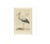 J. C. Sepp, Cornelius Nozeman & M. Houttuyn, Large White Stork, 1789, Print For Sale - Image 3 of 8