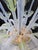 Vintage Murano Chandelier, 1980s For Sale - Image 6 of 13