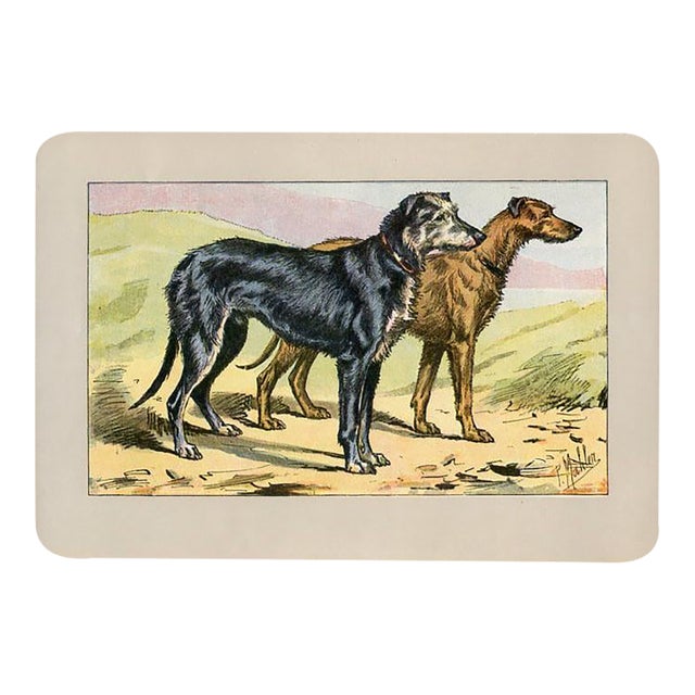 Deerhound Dog Print, 1907, Antique Dog Print, Lithograph, France For Sale
