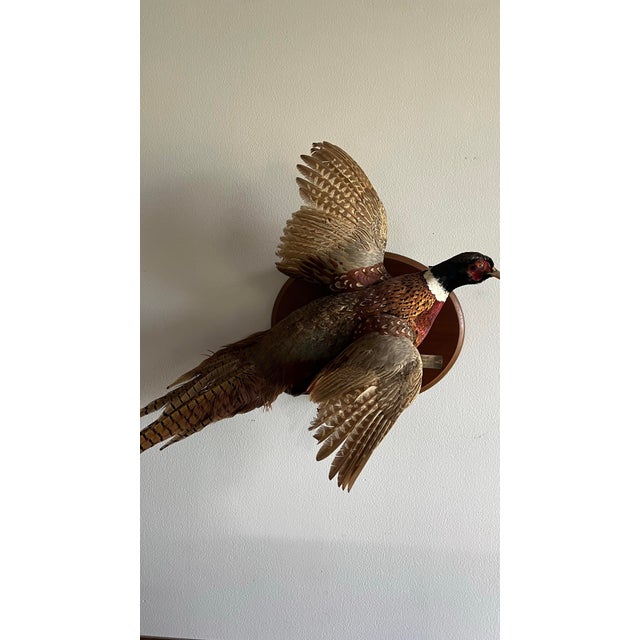 Animal Skin Vintage 1973 Flying Ring-Necked Pheasant Taxidermy Wall Mount With Provenance Plaque For Sale - Image 7 of 9