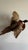 Animal Skin Vintage 1973 Flying Ring-Necked Pheasant Taxidermy Wall Mount With Provenance Plaque For Sale - Image 7 of 9