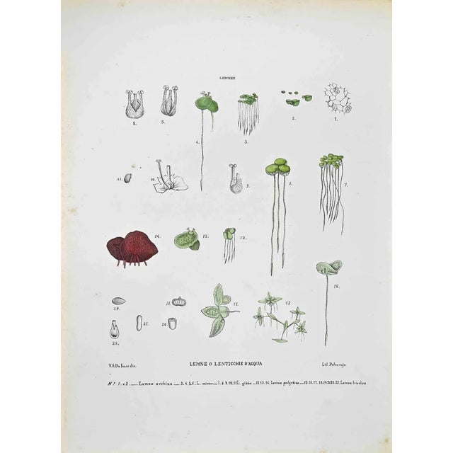 Vincenzo Tenore, The Lemne or Duckweed, Lithograph, 1870s For Sale