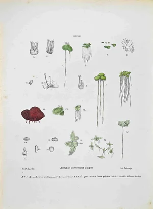 Vincenzo Tenore, The Lemne or Duckweed, Lithograph, 1870s