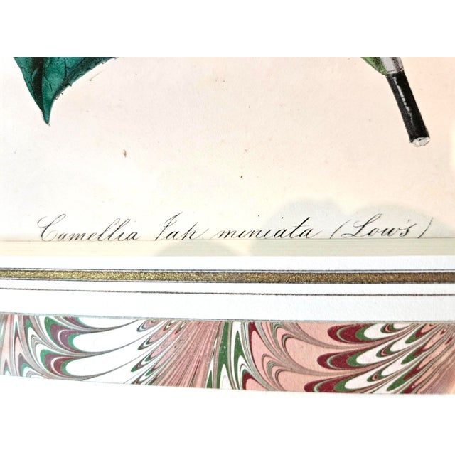 Antique Botanical Prints by Sir Joseph Paxton From the Magazine of Botany For Sale - Image 17 of 17