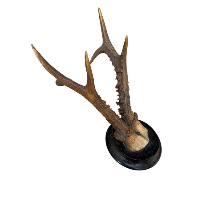 Roe deer trophy mounted on wood plaque.