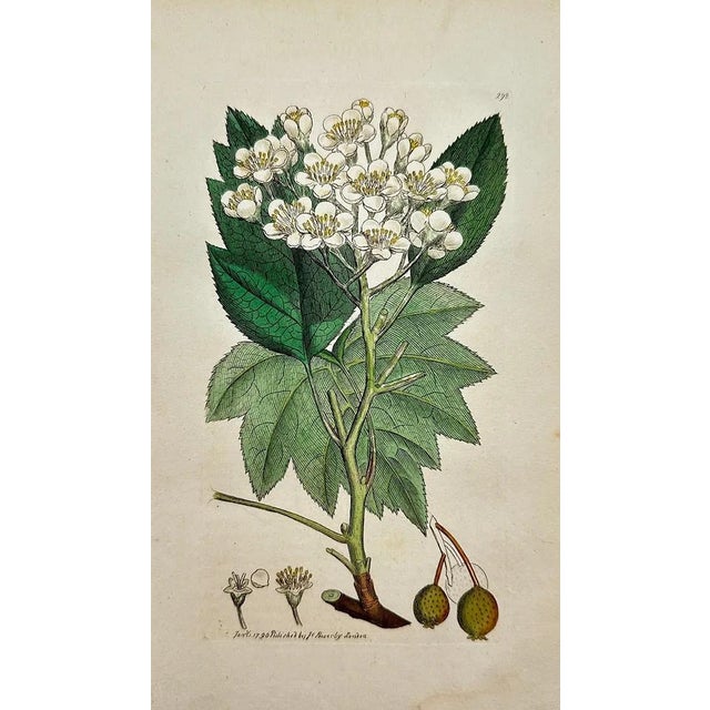 Paper Early 19th Century James Sowerby – Set of 6 Botanical and Natural History Prints – Aquilegia Vulgaris For Sale - Image 7 of 7