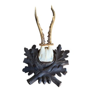 Rioe Deer Trophy 224 Black Forest Antlers For Sale