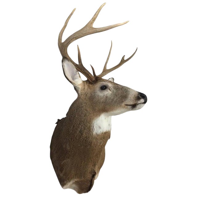 Deer Head Mount >> Eight Point Deer Head Antler Taxidermy Mount Deer Head Mount >> Eight Point Deer Head Antler Taxidermy Mount