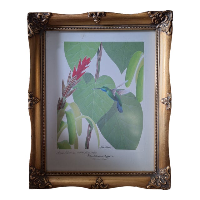 1960s Rare Lucien Harris III Signed/Numbered Print 43/50 - Blue-Chinned Sapphire Hummingbird - Framed For Sale