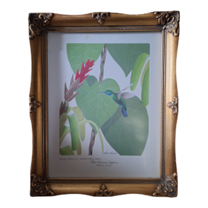 1960s Rare Lucien Harris III Signed/Numbered Print 43/50 - Blue-Chinned Sapphire Hummingbird - Framed