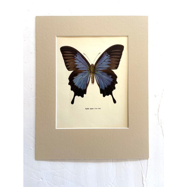 Art Deco Vintage 1965 Butterfly Print: Papilio Ulysses/Blue Mountain Butterfly, 11x14 Mat For Sale - Image 3 of 3