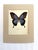 Art Deco Vintage 1965 Butterfly Print: Papilio Ulysses/Blue Mountain Butterfly, 11x14 Mat For Sale - Image 3 of 3