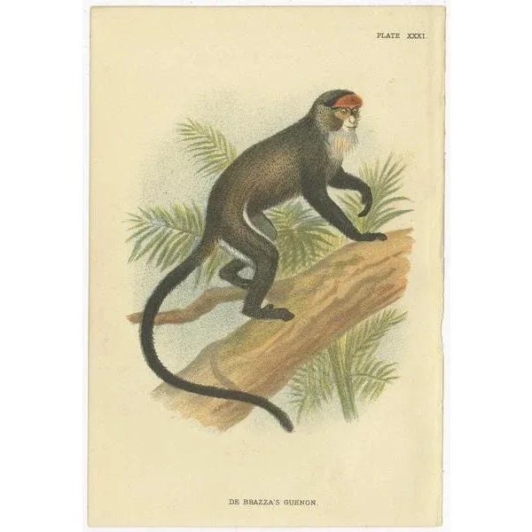 Lloyd, Guenon Monkey Species, 1890s, Paper, Set of 4 For Sale - Image 3 of 6