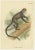 Lloyd, Guenon Monkey Species, 1890s, Paper, Set of 4 For Sale - Image 3 of 6