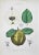 Lithograph hand watercolored. Plate from "Atlante di Botanica popolare ossia Illustrazione di Piante Notevoli di ogni...
