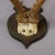 1930s Lovely Antique Roe Deer Trophy on Wooden Plaque, Germany ca.1930s For Sale - Image 5 of 6