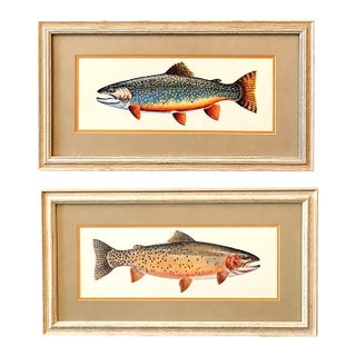 Vintage Framed Trout Fish Prints Cabin Coastal Wall Art - A Pair For Sale