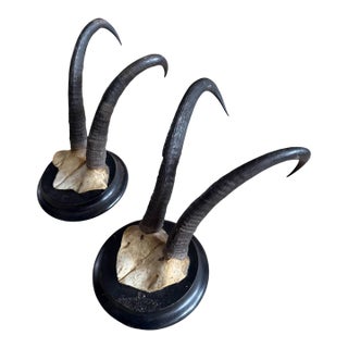 1900s Pair Chamois Goat Horn Trophies Black Forest Mount For Sale