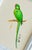 This hand-painted parrot artwork highlights clean color and fine detailing. Painted by our master artists using the finest...