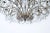 Late 20th Century Italian Crystal and Gilt Chandelier For Sale - Image 11 of 11