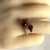 Metal 18k Gold Double Split Cocktail Ring With Fine Burma Rubies and Diamond For Sale - Image 7 of 11
