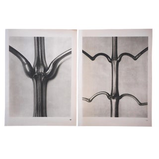 Vintage Botanical Photogravures-Karl Blossfeldt-A Pair For Sale