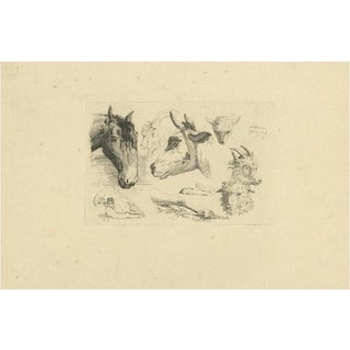 Anthony Oberman, Horse, Cow, Goat and Sheep Heads, 1809, Etching on Paper For Sale