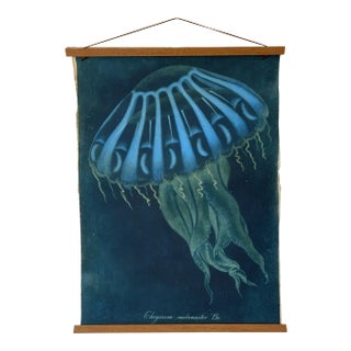 Vintage Sealife Print From Natural Curiosities For Sale