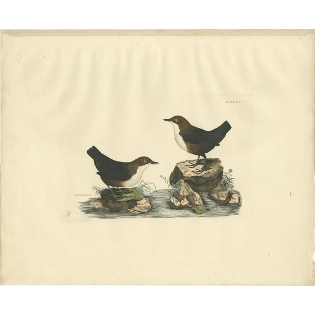 Selby, Aquatic Songbirds Named Dippers, 1826, Hand-Colored Print For Sale