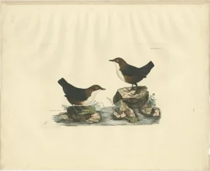 Selby, Aquatic Songbirds Named Dippers, 1826, Hand-Colored Print