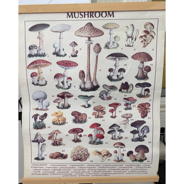 Contemporary Vintage Mushroom Botanical Canvas Chart With Wood Rails, European Fungi Study Organic Modern Wall Hanging For Sale - Image 3 of 6