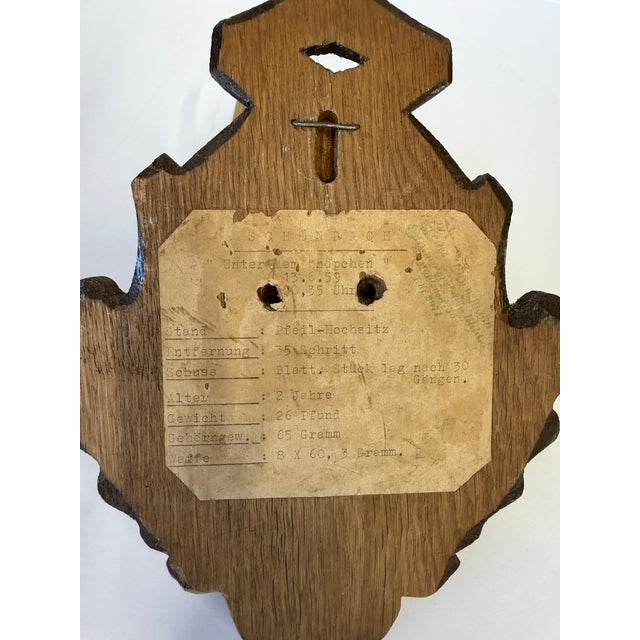 1959 German Roe Deer Antlers For Sale - Image 4 of 4