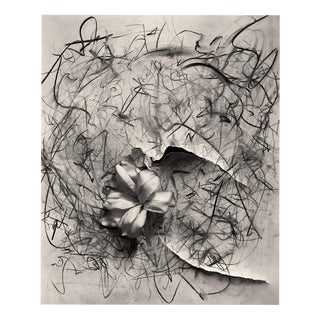 Ugne Pouwell, Lily in Charcoal No.2, 2023, Photography For Sale