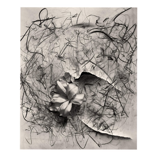 Ugne Pouwell, Lily in Charcoal No.2, 2023, Photography For Sale