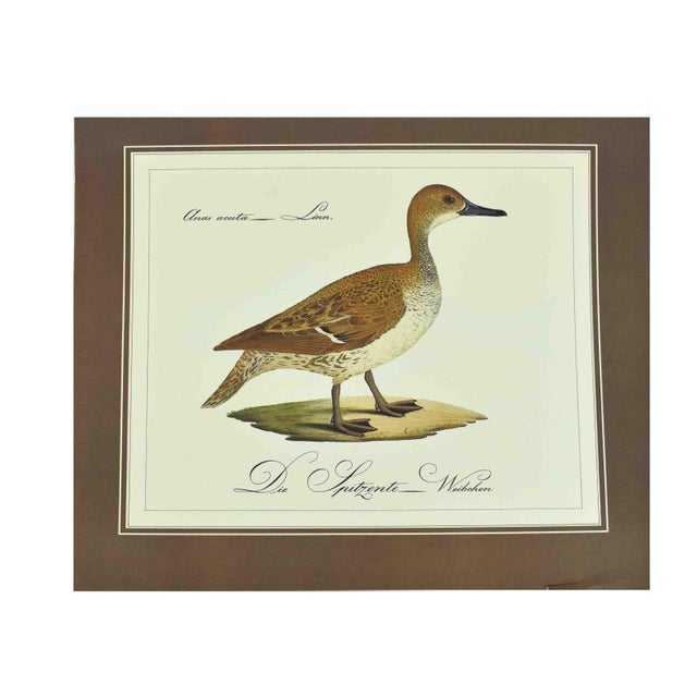 Mid 20th Century German Naturalist Illustration j.c. Susemihl Frogs and Pintail Duck Prints - Set of 3 For Sale - Image 4 of 11