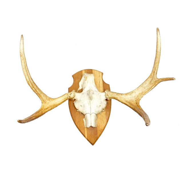 This piece would look stunning hanging above a fireplace or as a focal point on your wall! It is a large Swedish elk skull...