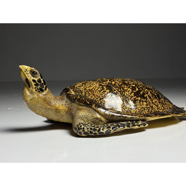 Plastic Realistic Plastic Turtle For Sale - Image 7 of 18