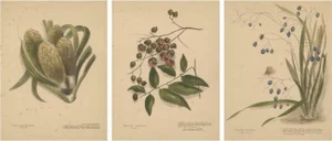 New Zealand Native Berry Plants, 1890, Lithographs, Set of 3