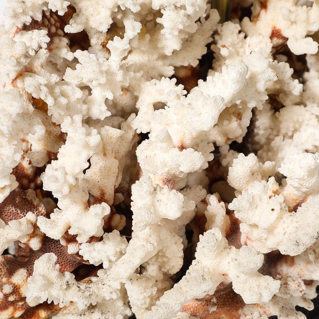 Mid-Century Modernist Coral Table Lamp With Walnut Base & Brass Fittings For Sale - Image 10 of 10