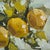 Lemon Tree Oil Painting Vivek Mandalia For Sale