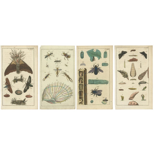 Gottlieb Tobias Wilhelm, Insects and Life Cycles, 1832, Print, Set of 4 For Sale