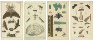 Gottlieb Tobias Wilhelm, Insects and Life Cycles, 1832, Print, Set of 4