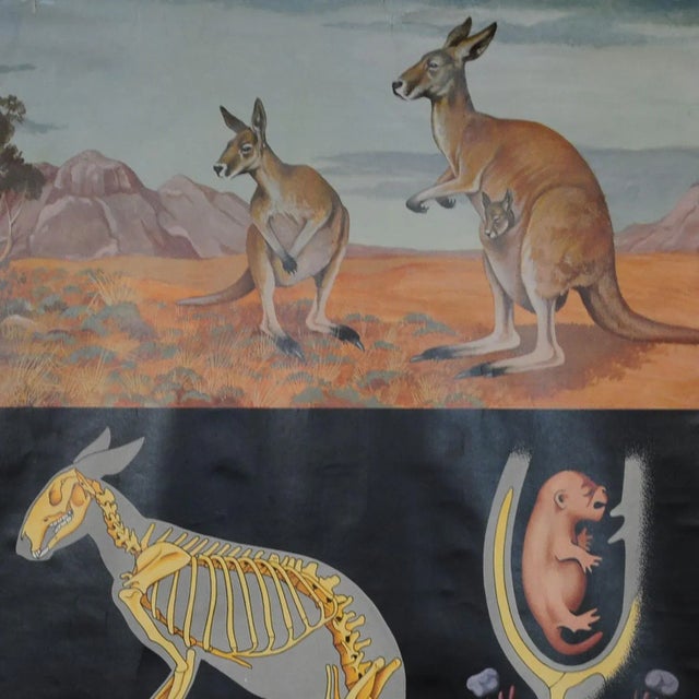 A fantastic rollable wall chart by famous Jung Koch Quentell showing the profil of the lovely kangaroo. The chart is...