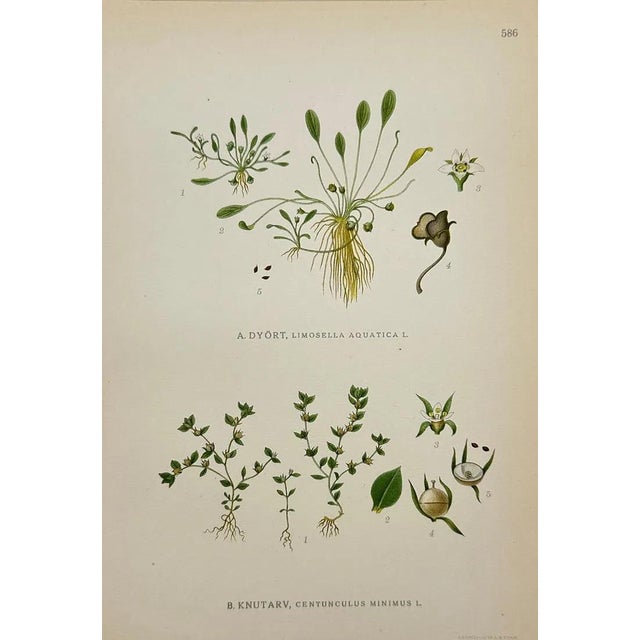 Carl Lindman Botanical Prints – Buttercups, Dock, Brookweed & Alpine (1922), Set of 8 For Sale - Image 9 of 9