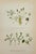Carl Lindman Botanical Prints – Buttercups, Dock, Brookweed & Alpine (1922), Set of 8 For Sale - Image 9 of 9