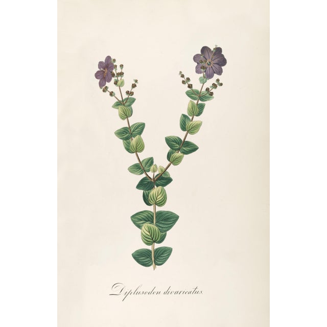 Green Antique Botanical Set of 6, Early 19th Century Reproduction Prints For Sale - Image 8 of 10
