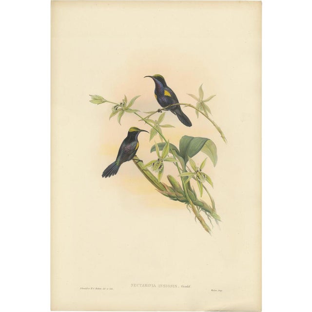 Gould, Bird Illustration of the Copper-Throated Sunbird, 1850, Print For Sale